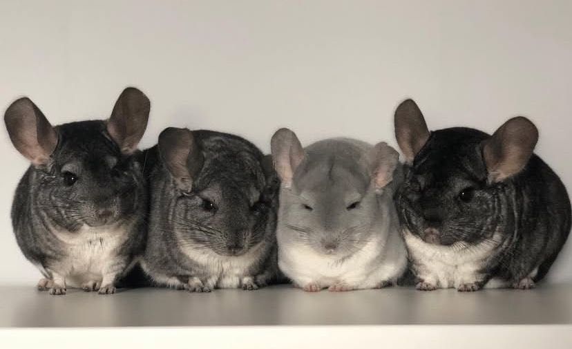 Cincila animal de companie chinchilla chinchilla sinsila