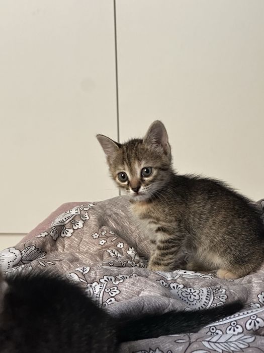 Отдам котят в добрые руки