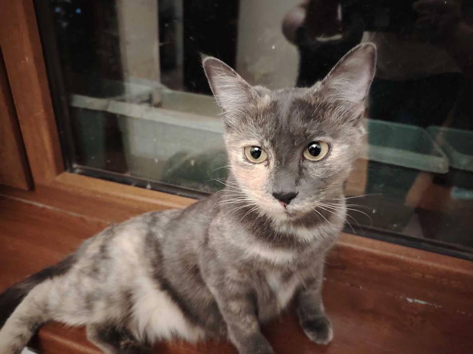 Отдаются даром мама и дочь