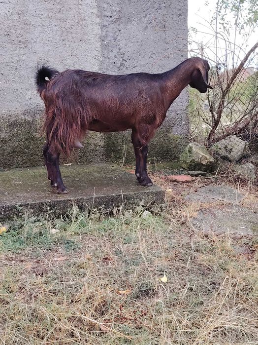 Селскостопански животни