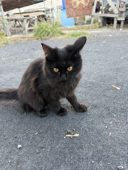 Котенок в добрые руки