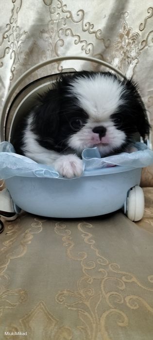 Мальчик японского хина.