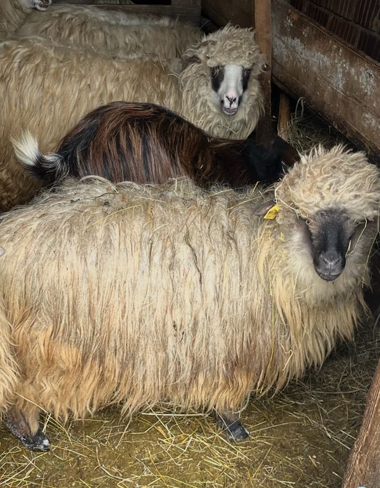 Doua oi tinere de vanzare