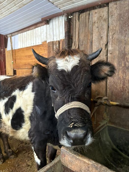 Срочно Продается коровы