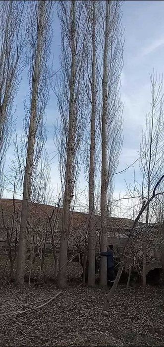 Продается Тополь 50 штук! Терак сотилади 50 дона!