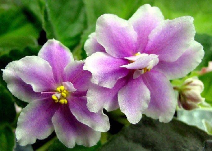 Домашняя фиалка Music box danser