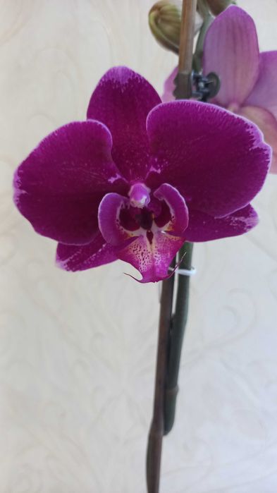 Орхидея фаленопсис цветущая