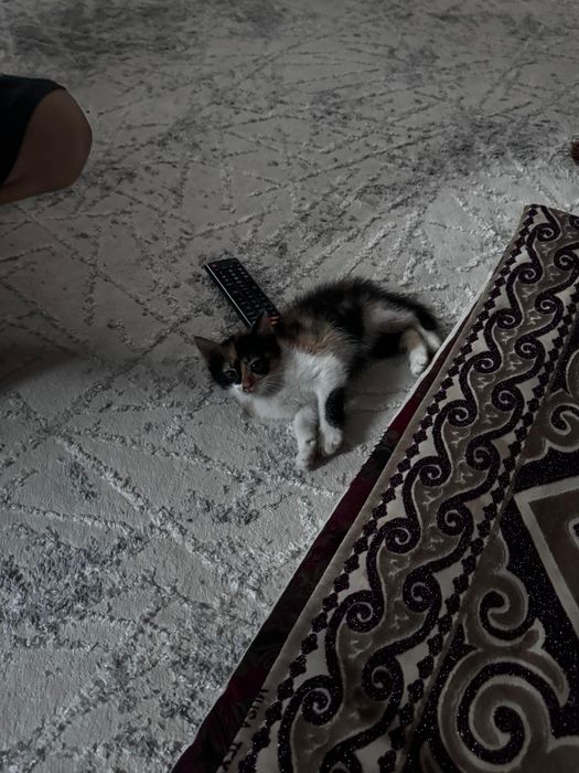 Кошки отдам в добрые руки