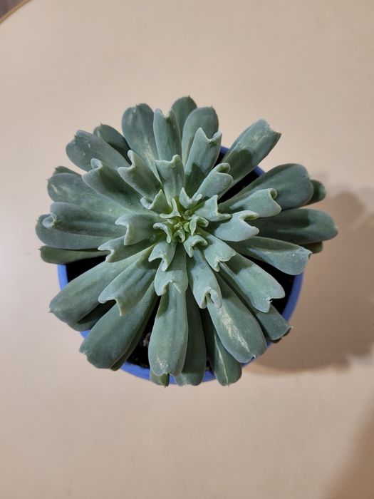 Комнатные растения-сукуленты.