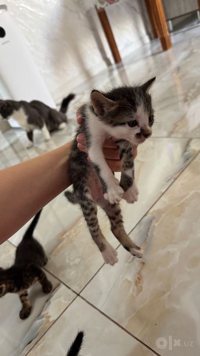 Отдам котят бесплатно