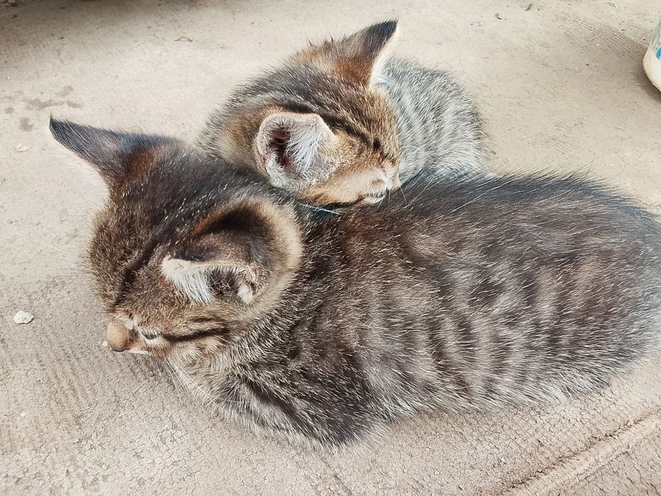 бесплатно отдам котят в добрые руки