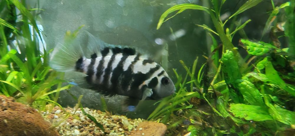 Pesti Electric Blue Acara, Lilifaili și Nigrofasciatus