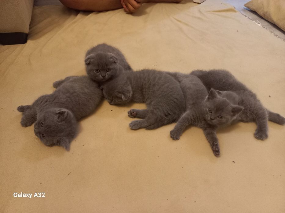 1,5 oylik mushuk bolalari sotiladigan narxi 700 000 so‘m yanakelishila