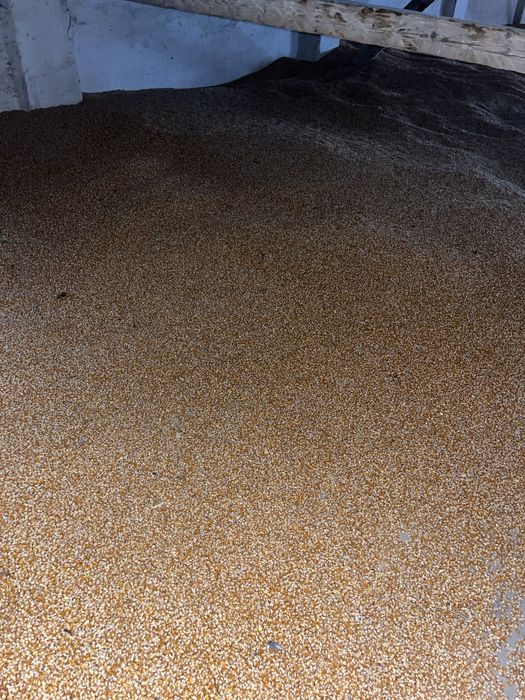 Vând porumb sticlos