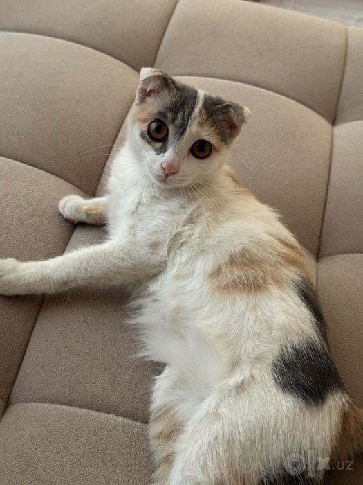 Котенок отдам даром