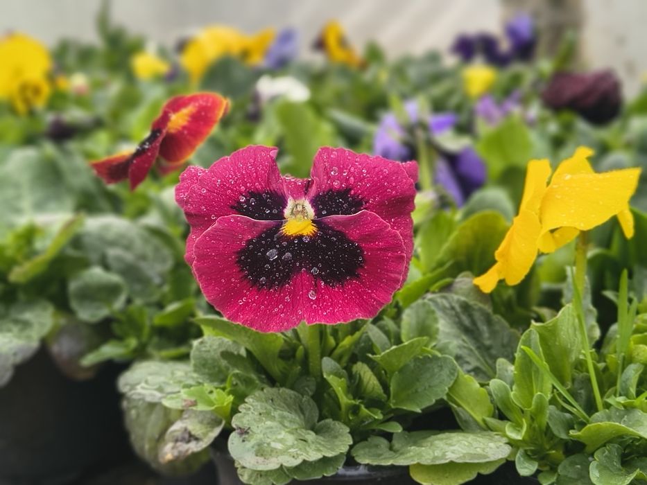 Теменужки едроцветни