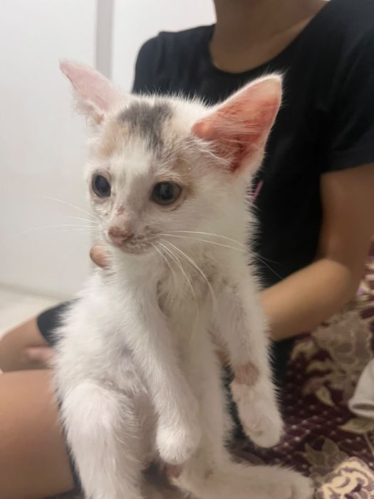 котенок отдам в добрые руки