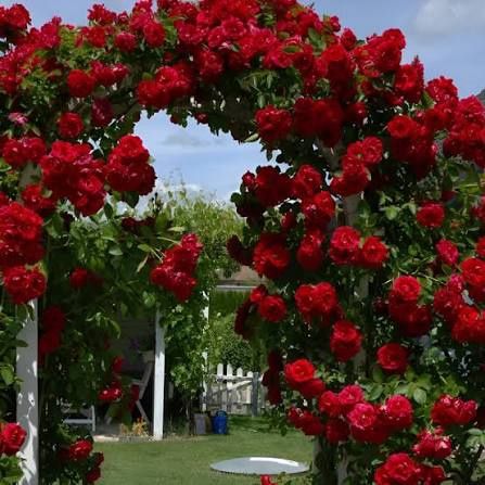 Trandafiri urcători parfumati