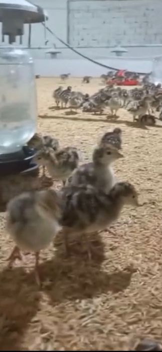 Биг 6 жожа сфатли !!!