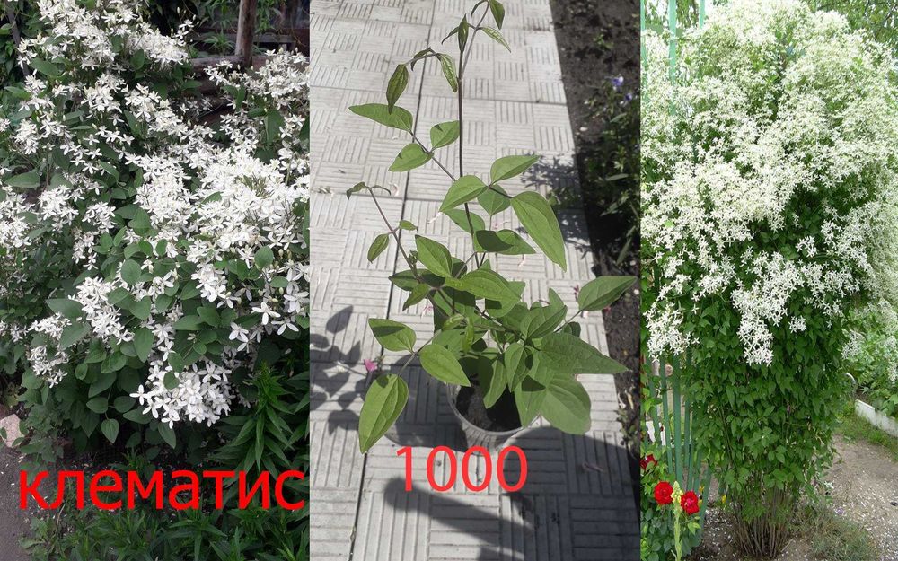 Продам  разные  цветы