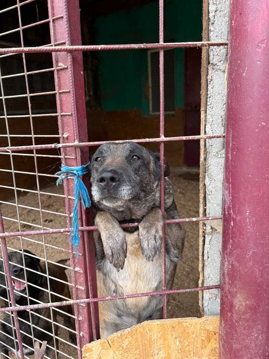 Adoptie animale de companie