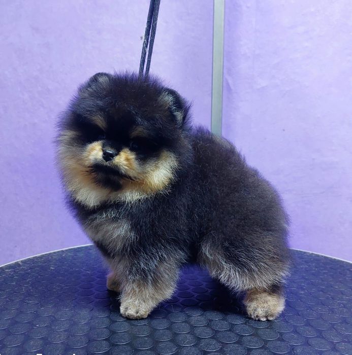 Немецкий шпиц померанский