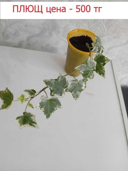 Комнатные цветы по 500 тг