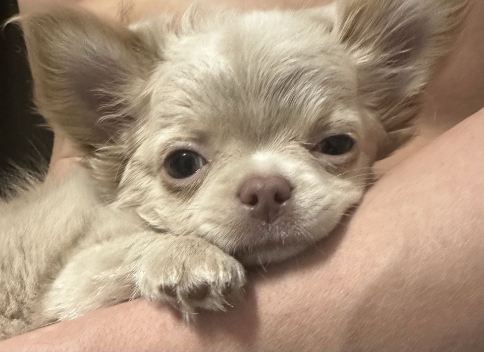 Продам чихуахуа ДШ с документами