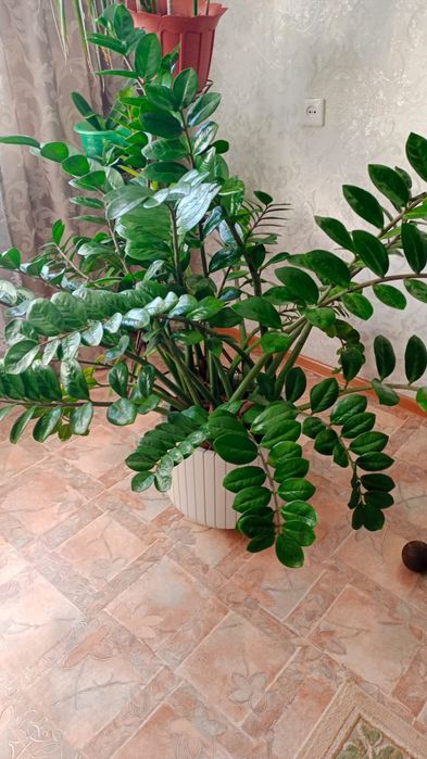 Прдам комнатные цветы