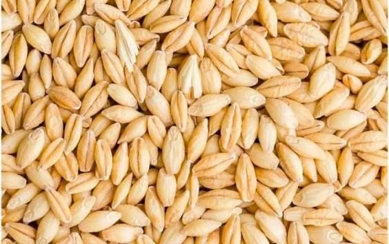 Продам ячмень сухая