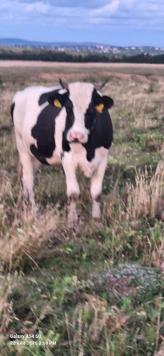 Vând juninci gestante de rasă holstein