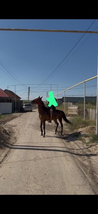 Продам Жеребца 4 года торг и обмен есть