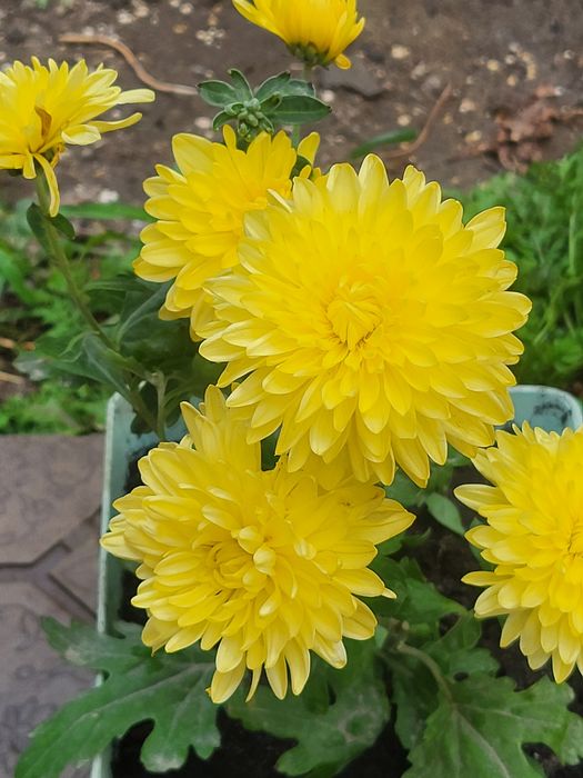 Ц.  В.  Е.  Т.  Ы