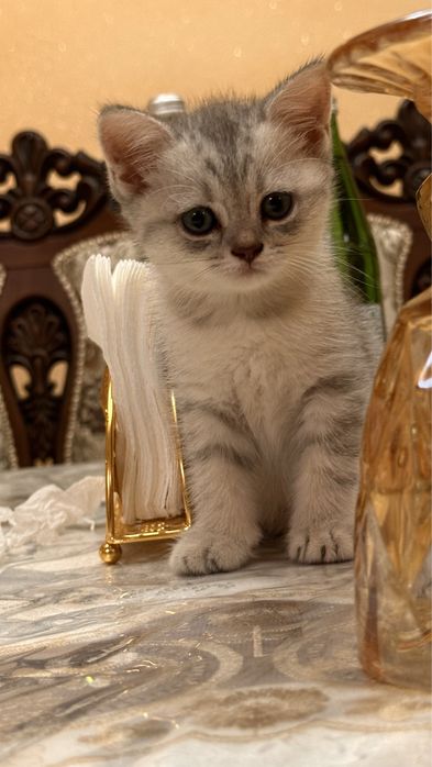 Продаётся кошка серебристая шиншилла девочка