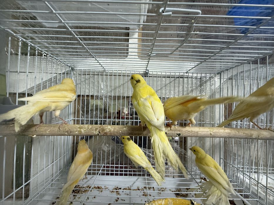 Канарейка. Пающый (Самка Самец)