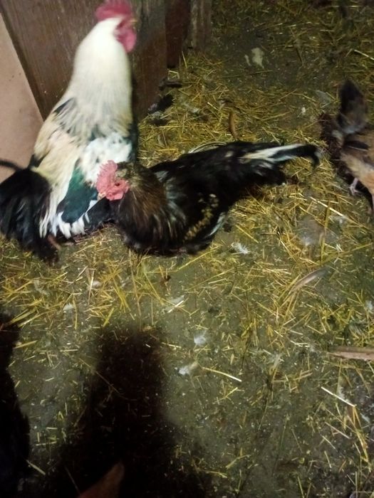 Продам молодых петушков