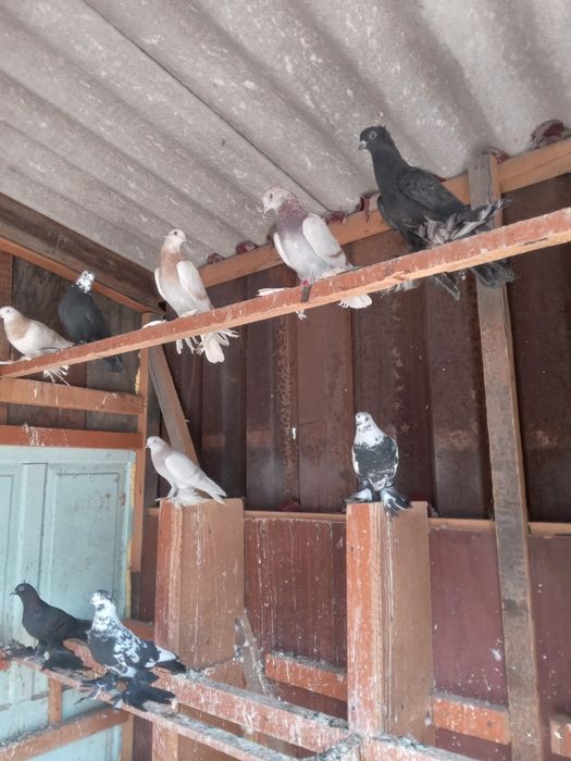 Голуби лётные, вольные