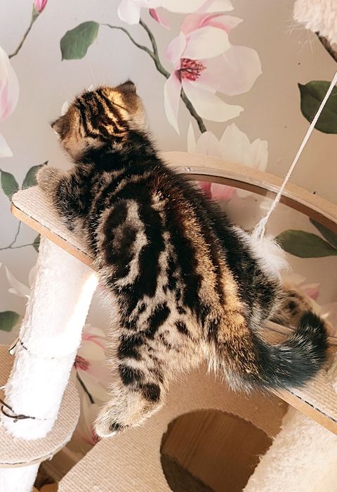 Бронь на вислоухий котяток!