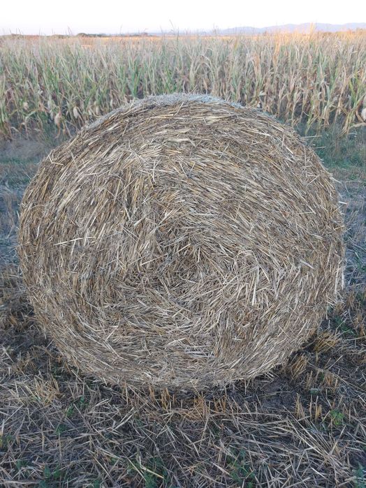Baloti rotunzi de paie
