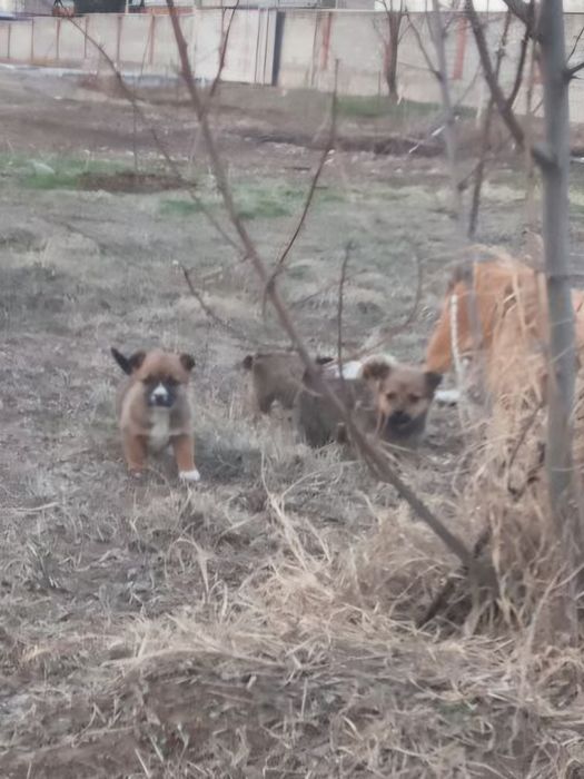 Отдам щенков(девочки) в добрые руки