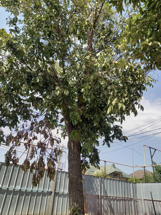 Ореховое дерево.