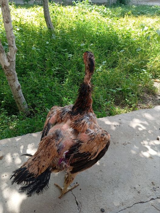 Brama va kulangi tovuqlar, kulangi xo'rozlar sotiladi