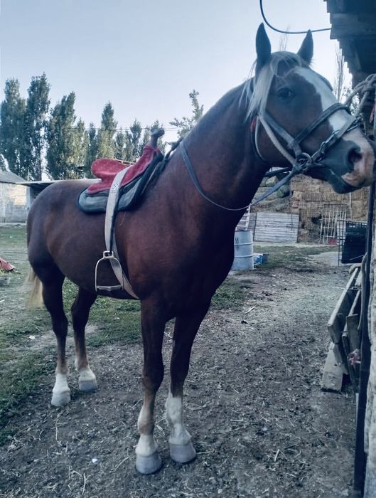 Еркек тай дончак