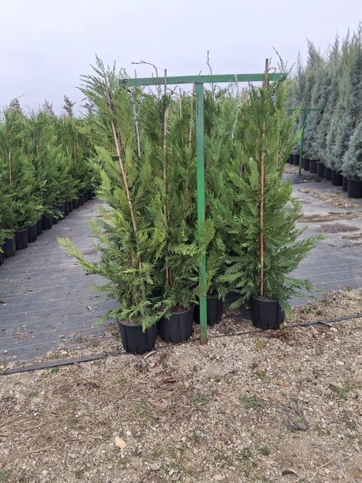 Vând leylandii la ghiveci și la balot