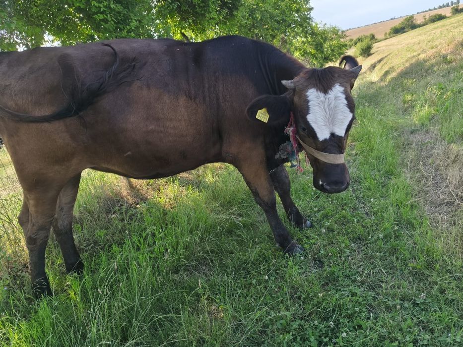 Junica și o vitea holstein