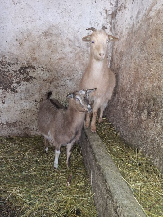 Vand doua iede gestante