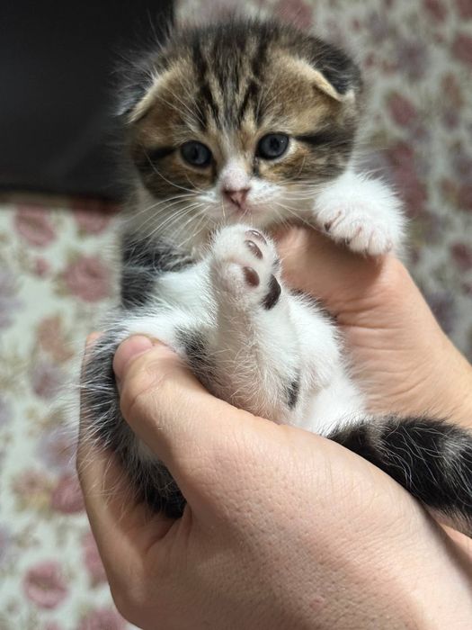 Готовятся к продаже