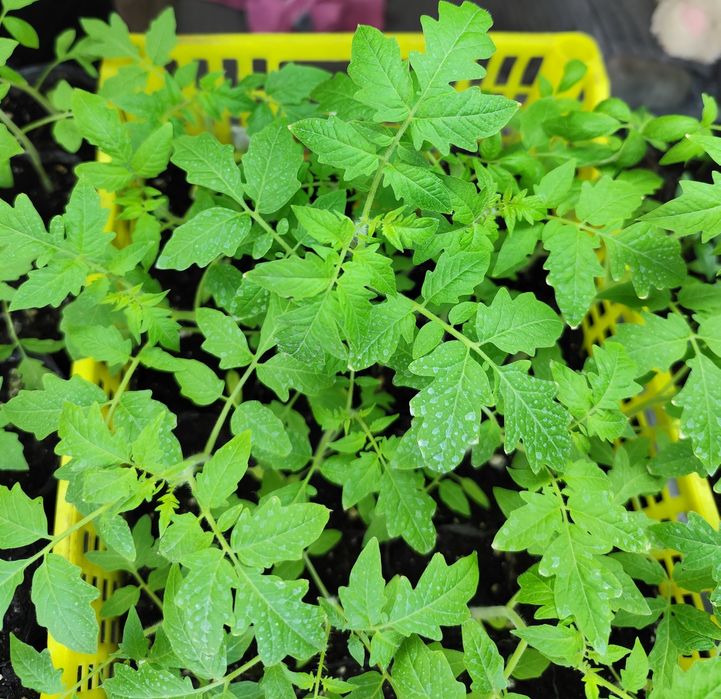 Продаю рассаду помидор, перец.