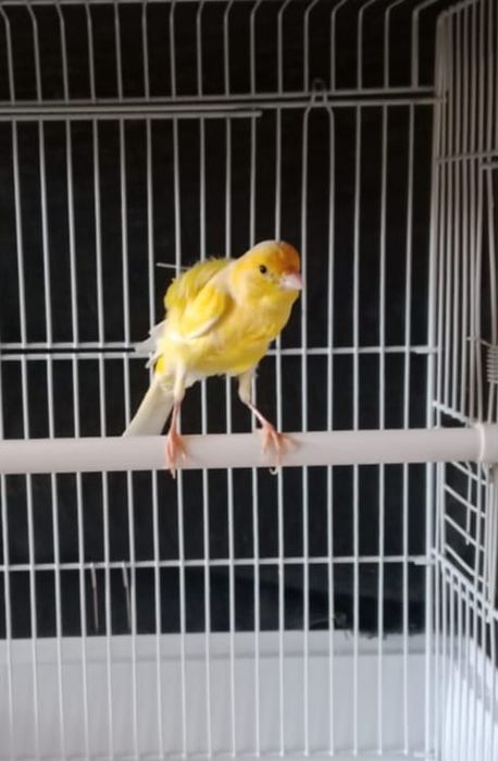 Продаются канарейки