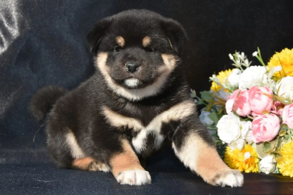 Щенки Сиба ину с документами